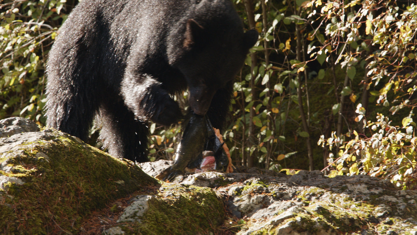 Bear Eating Salmon on Rocks 4