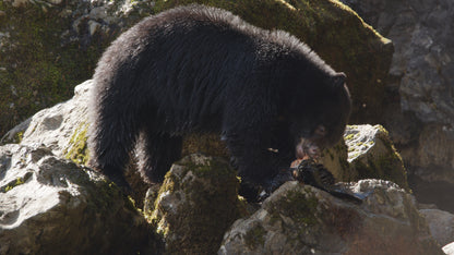 Bear Eating Salmon on Rocks 5