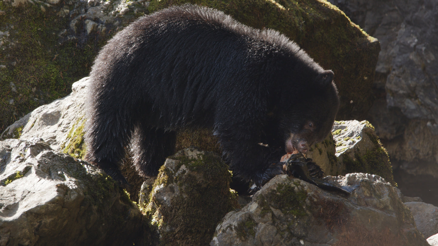 Bear Eating Salmon on Rocks 6