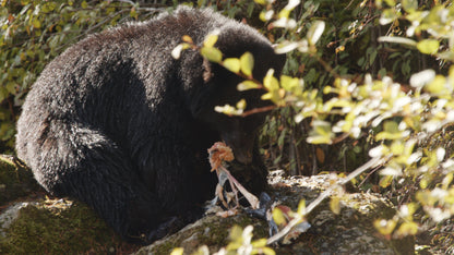 Bear Eating Salmon on Rocks 1