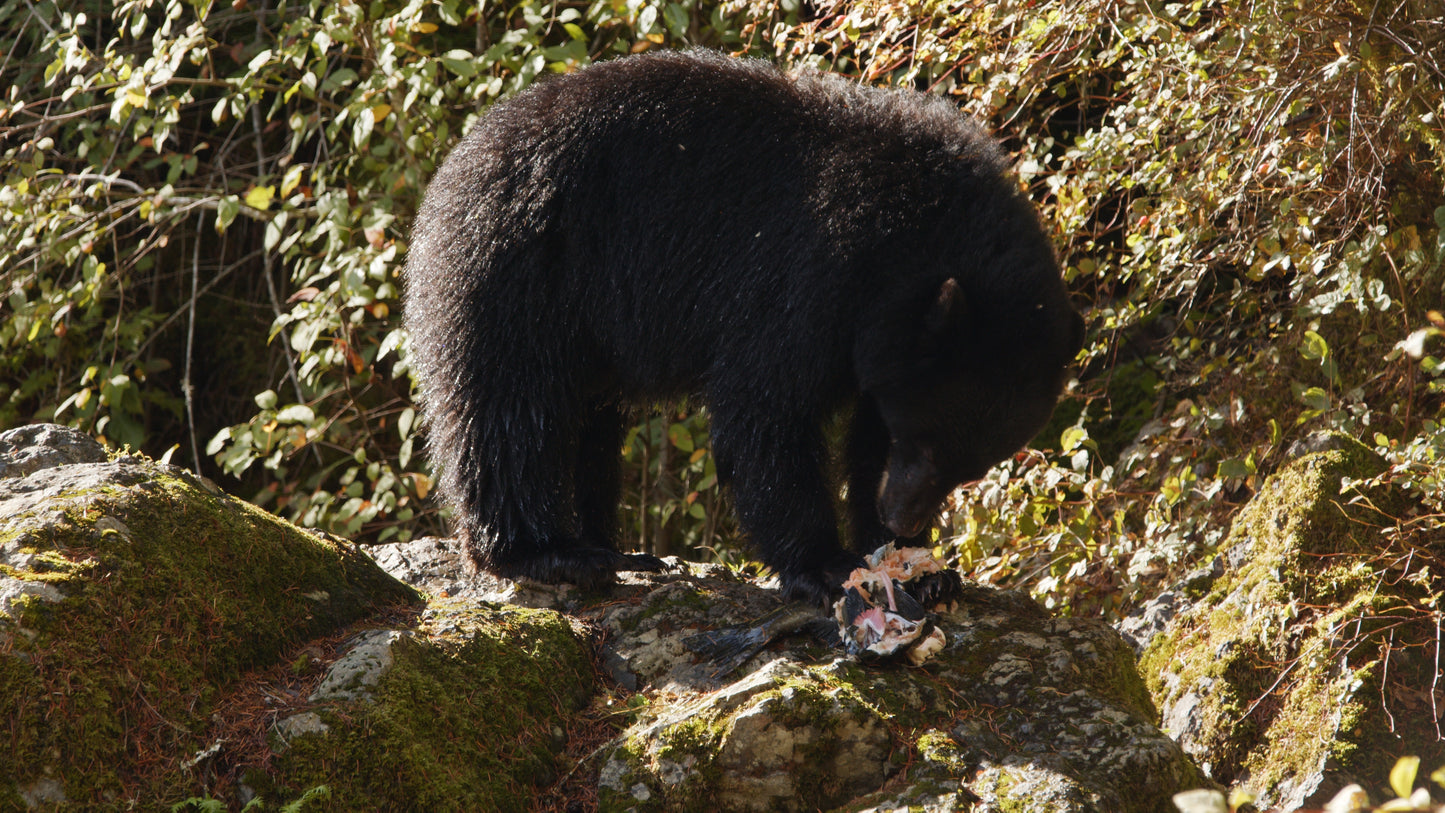 Bear Eating Salmon on Rocks 2