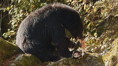 Bear Eating Salmon on Rocks 3