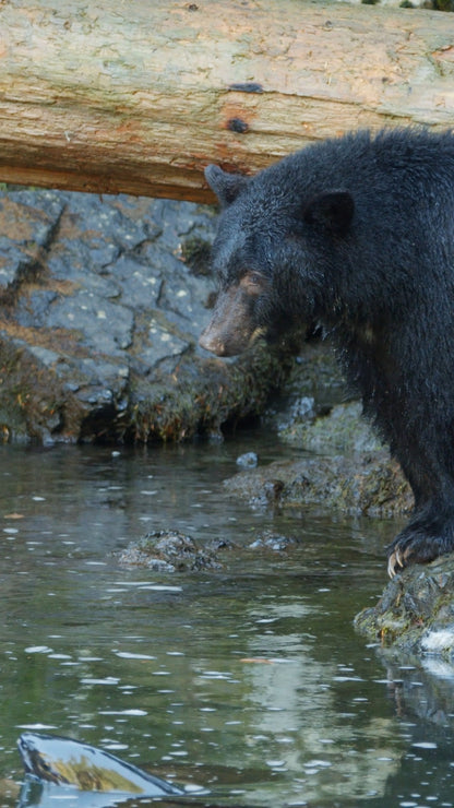 Vertical | Bear Fishing 4