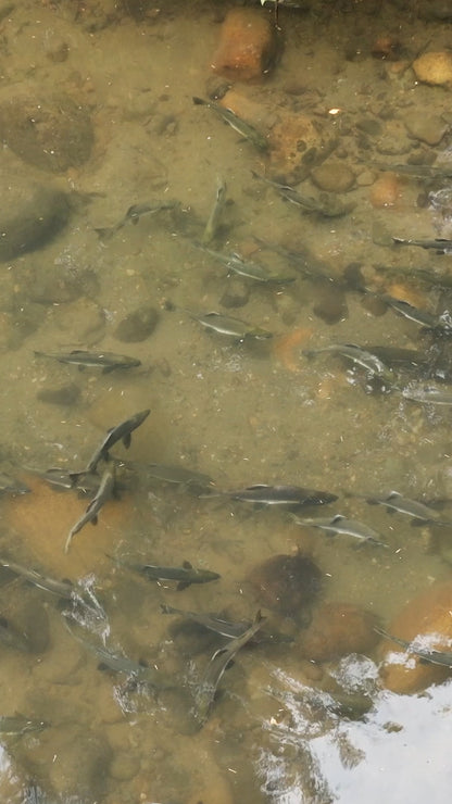 Vertical | Salmon in River 2