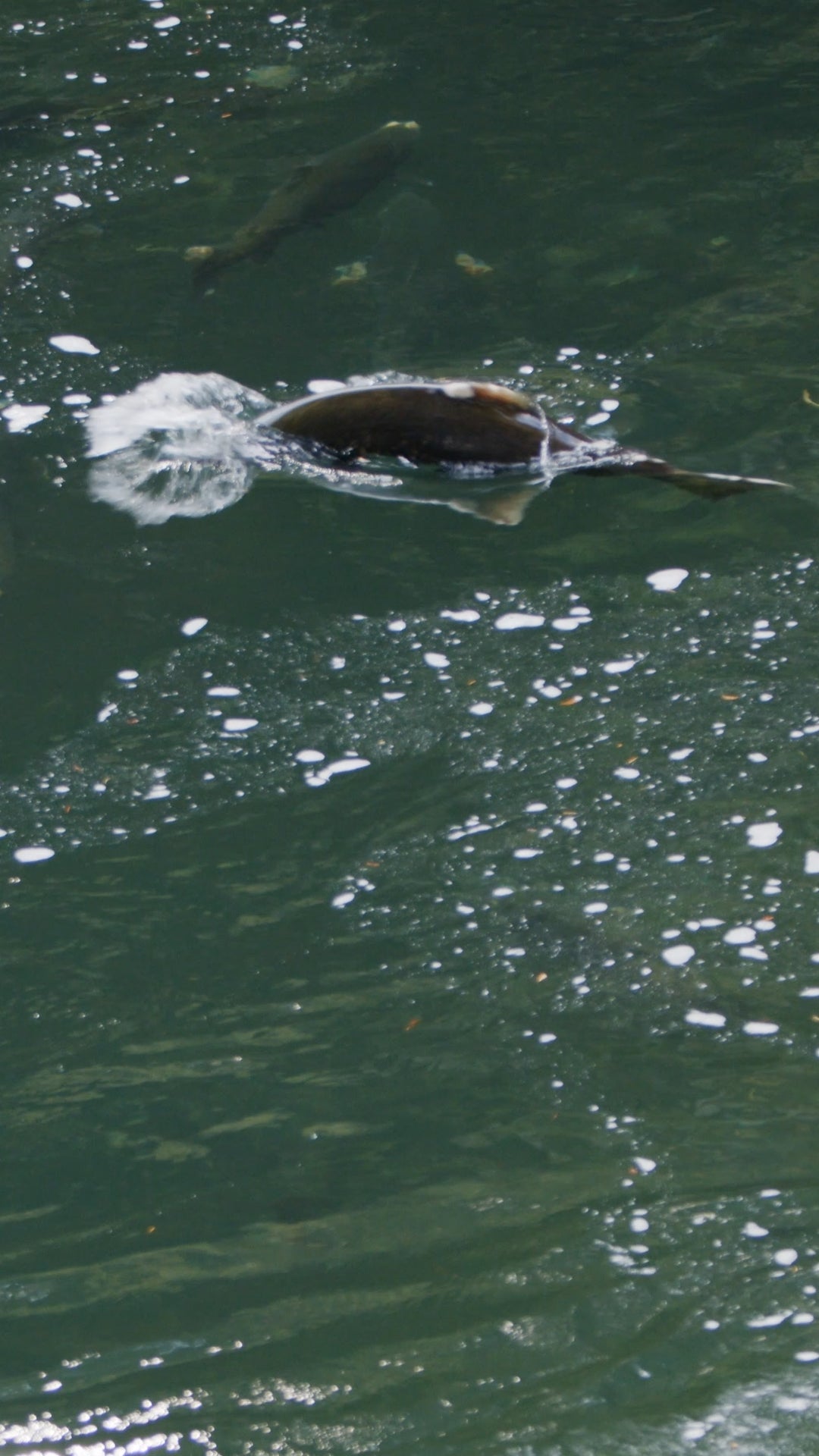 Vertical | Salmon in River 1