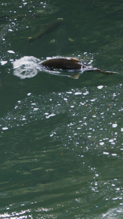 Vertical | Salmon in River 1