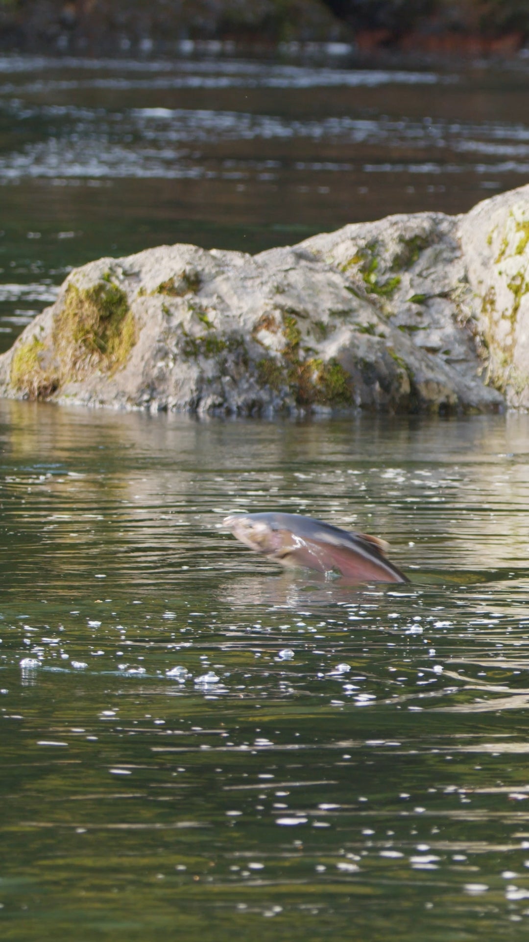 Vertical | Salmon Jumping 2