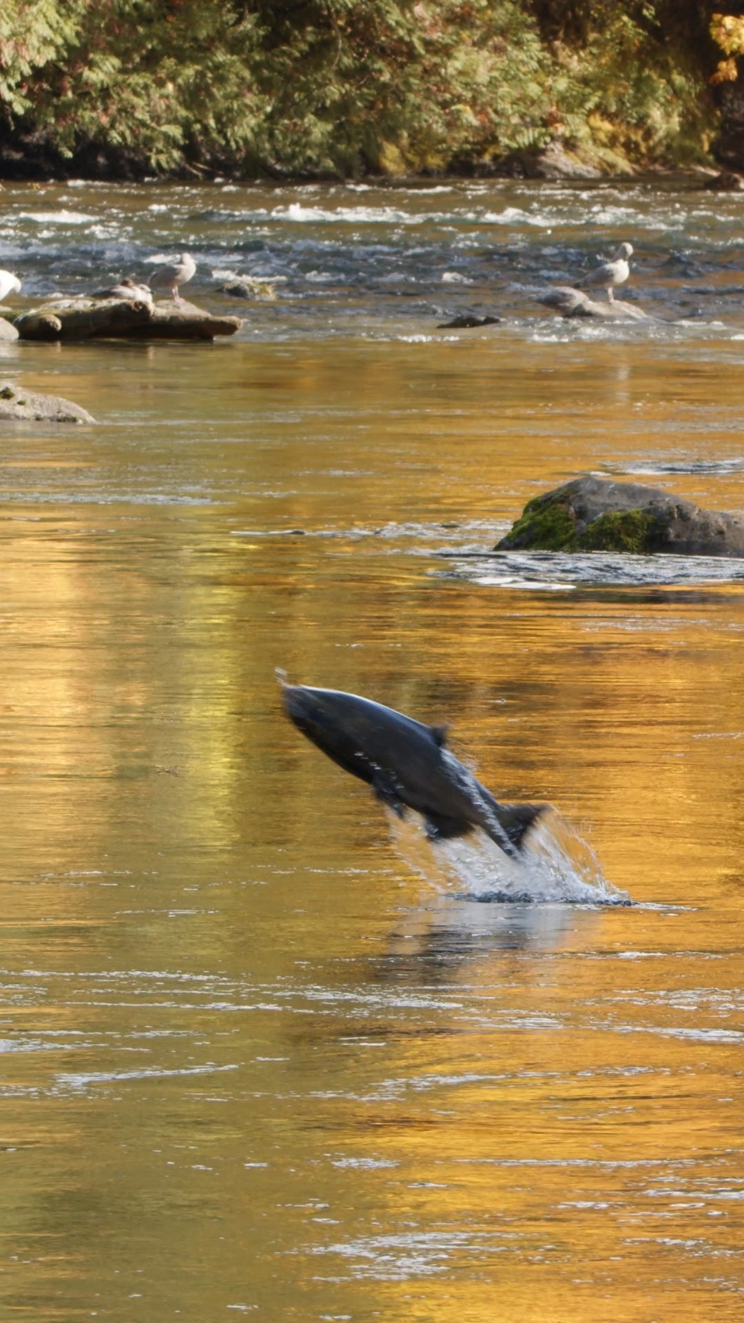 Vertical | Salmon Jumping 1