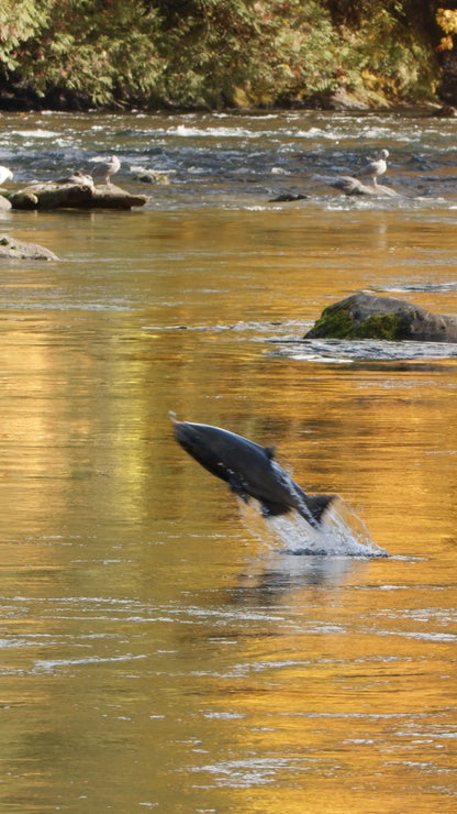 Vertical | Salmon Jumping 1