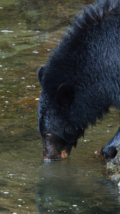 Vertical | Bear Drinking from River