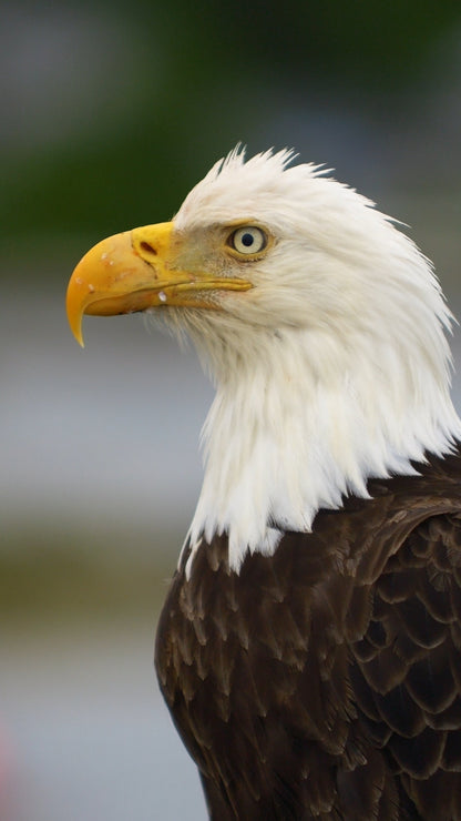 Vertical | Eagles Close Up