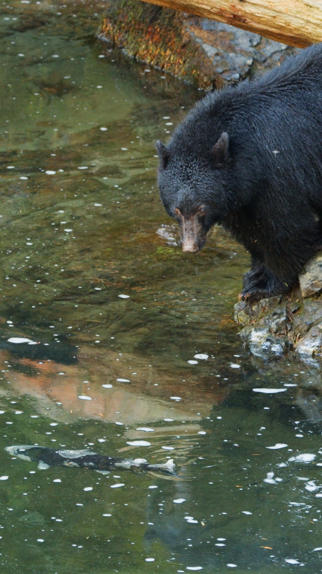 Vertical | Bear Fishing 3