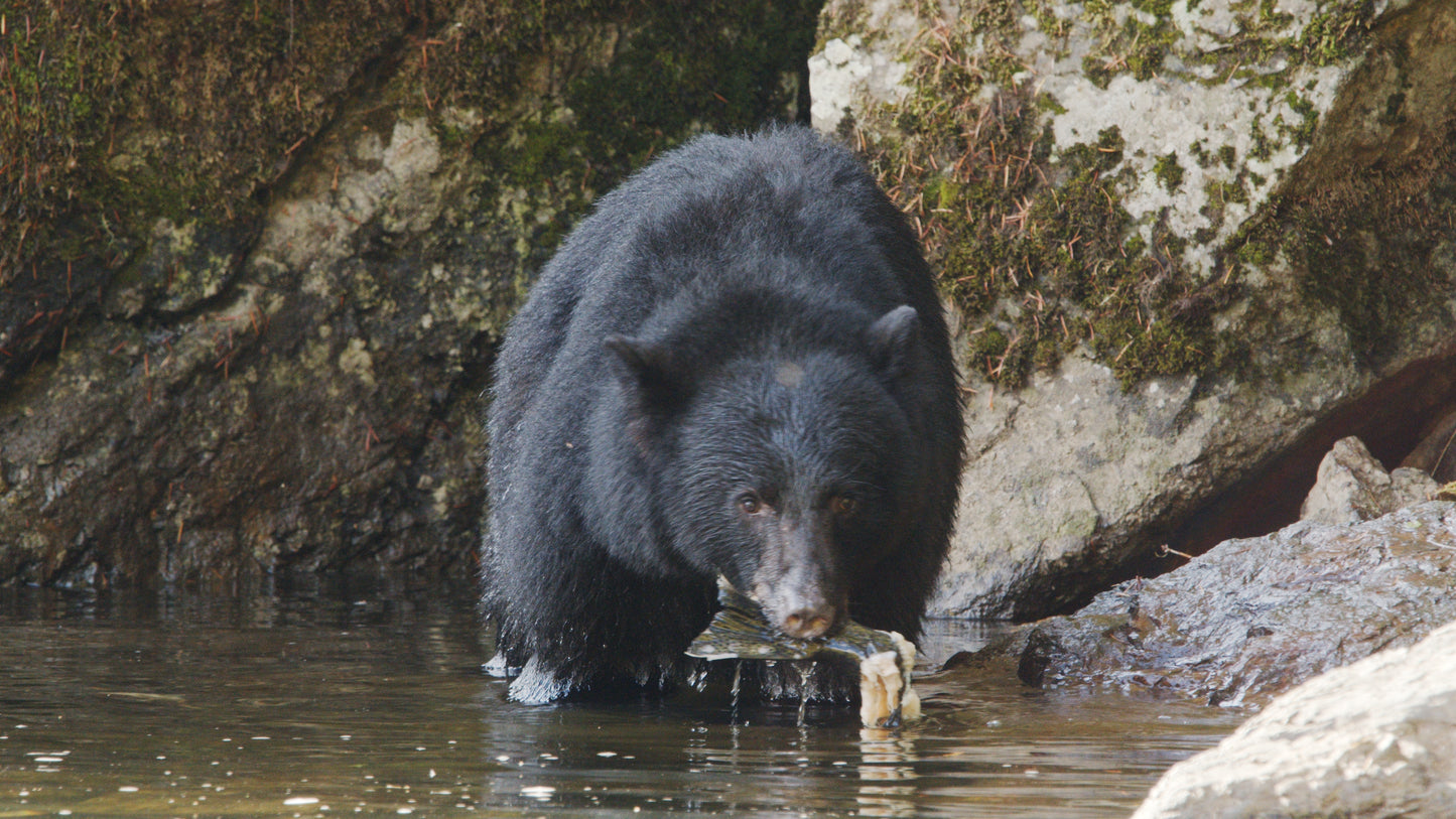 Bear Eating Salmon in River 1