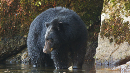 Bear Eating Salmon in River 2