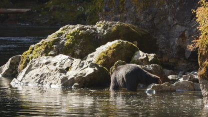 Bear Fishing on Riverside 2