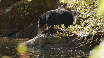 Bear Fishing on Riverside 3