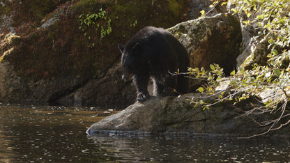 Bear Fishing on Riverside 4