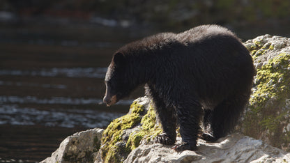 Bear Fishing on Riverside 5