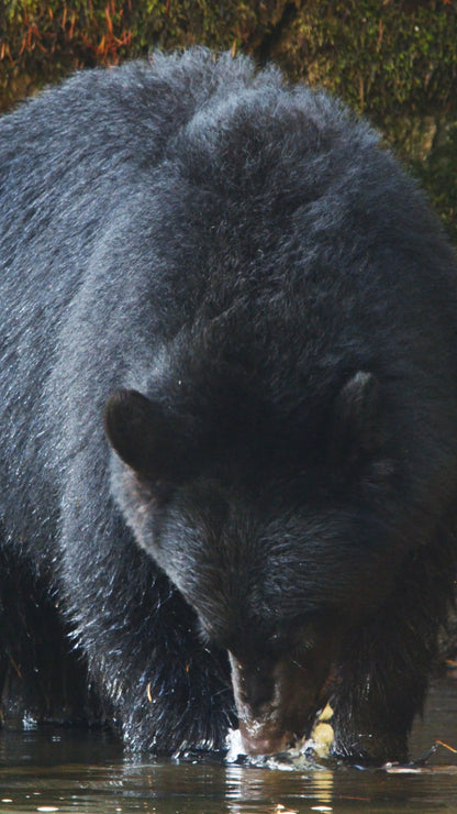 Vertical | Bear Fishing 2