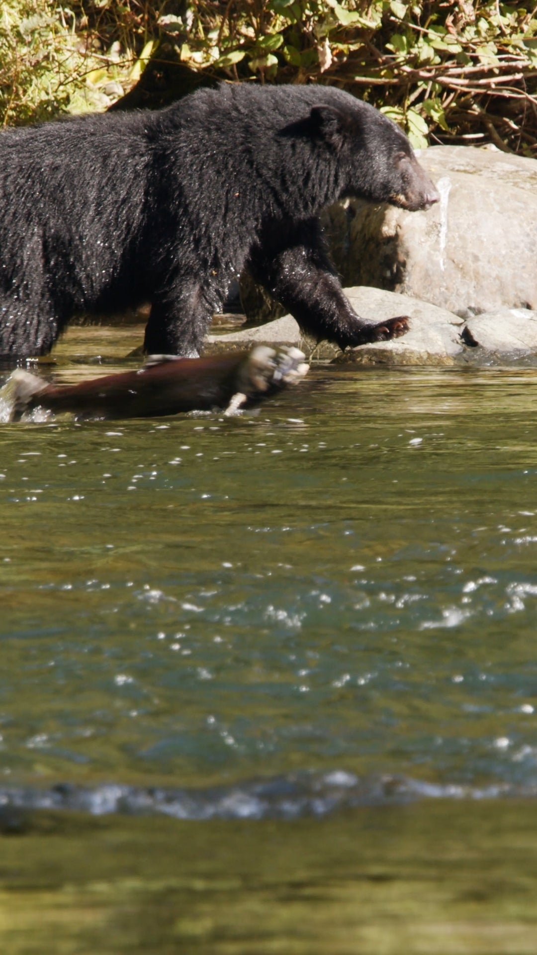 Vertical | Salmon Jumps in Front of Bear