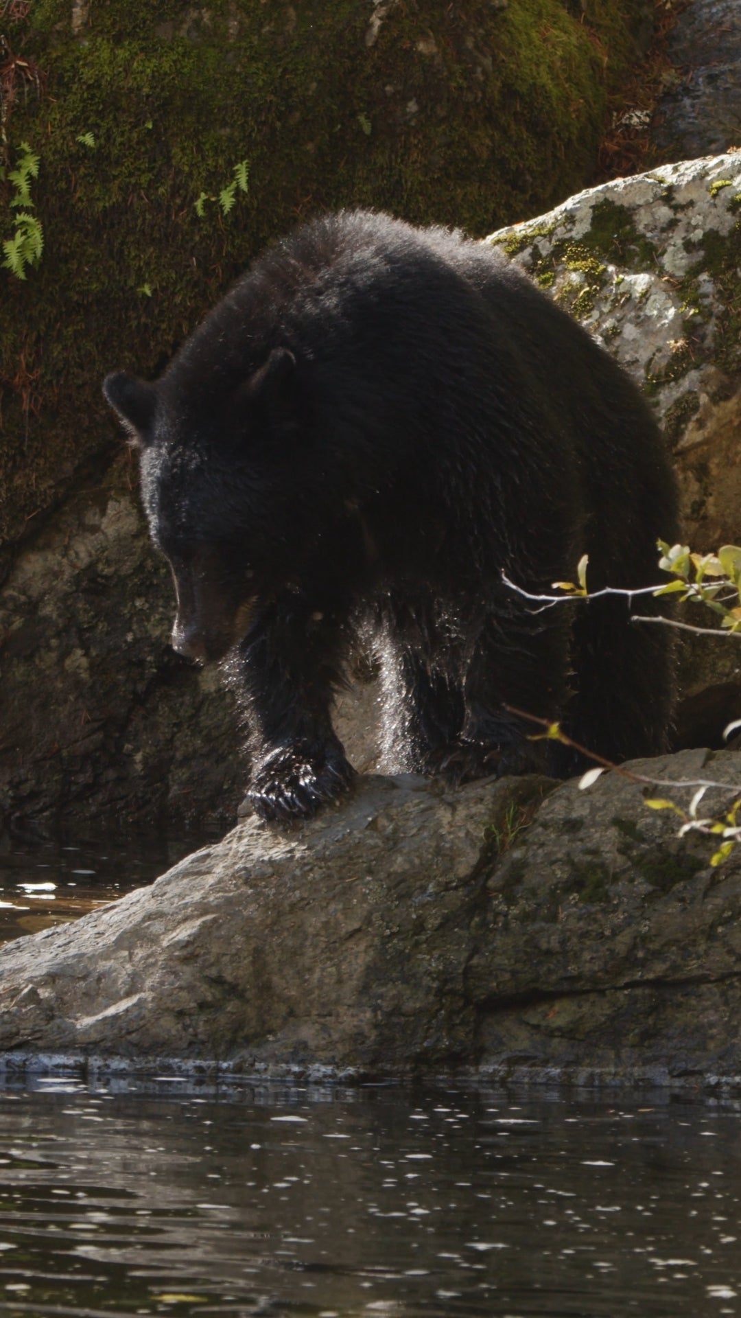 Vertical | Bear Fishing 1