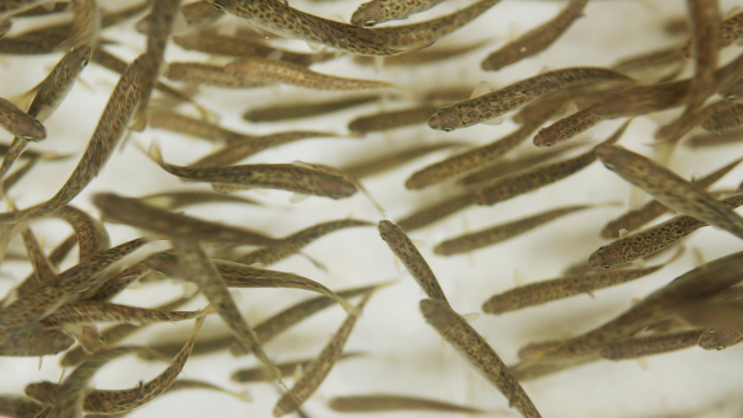 Salmon Fry in Hatchery