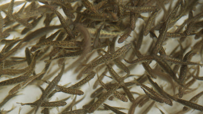 Baby Chinook Salmon in Hatchery Tank