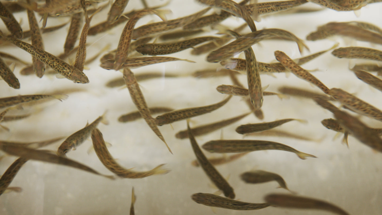 Chinook Salmon Fry Swimming in Hatchery Tank