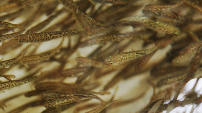 Slow Motion Salmon Fry in Hatchery