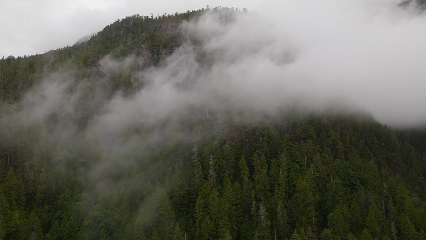 Misty Forest Cloud Drone Timelapse 1