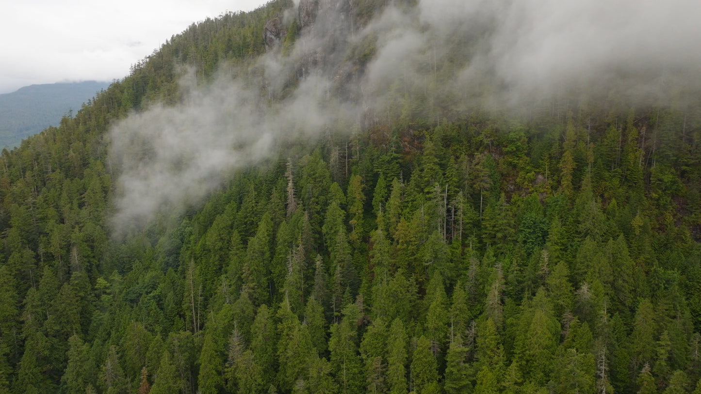 Misty Forest Cloud Drone Timelapse 4