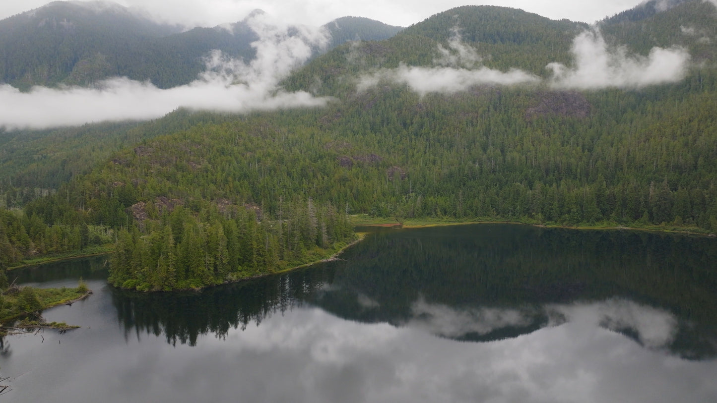 Misty Forest Cloud Drone Timelapse 5