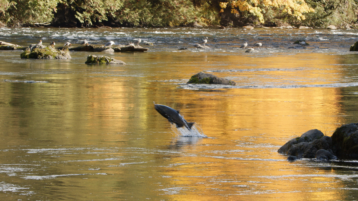 Coho Jumping in Fall 1