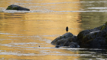 Coho Jumping in Fall 2