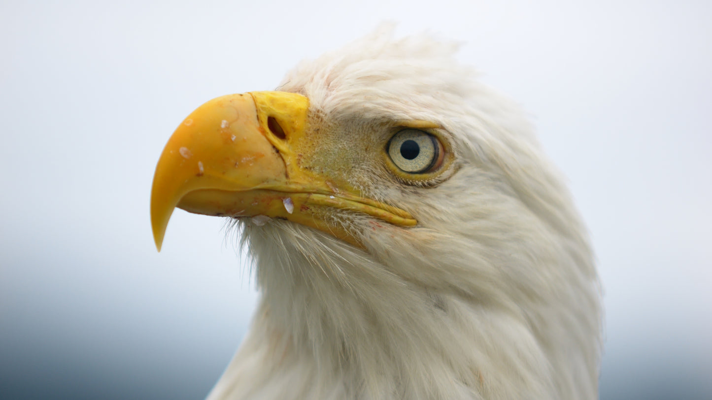 Eagle Extreme Close Up