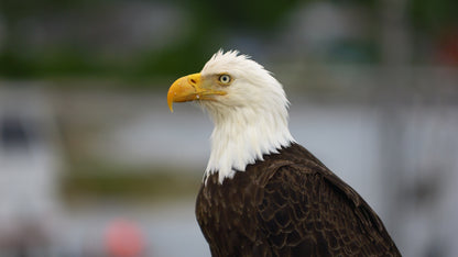 Eagle Close Up 2