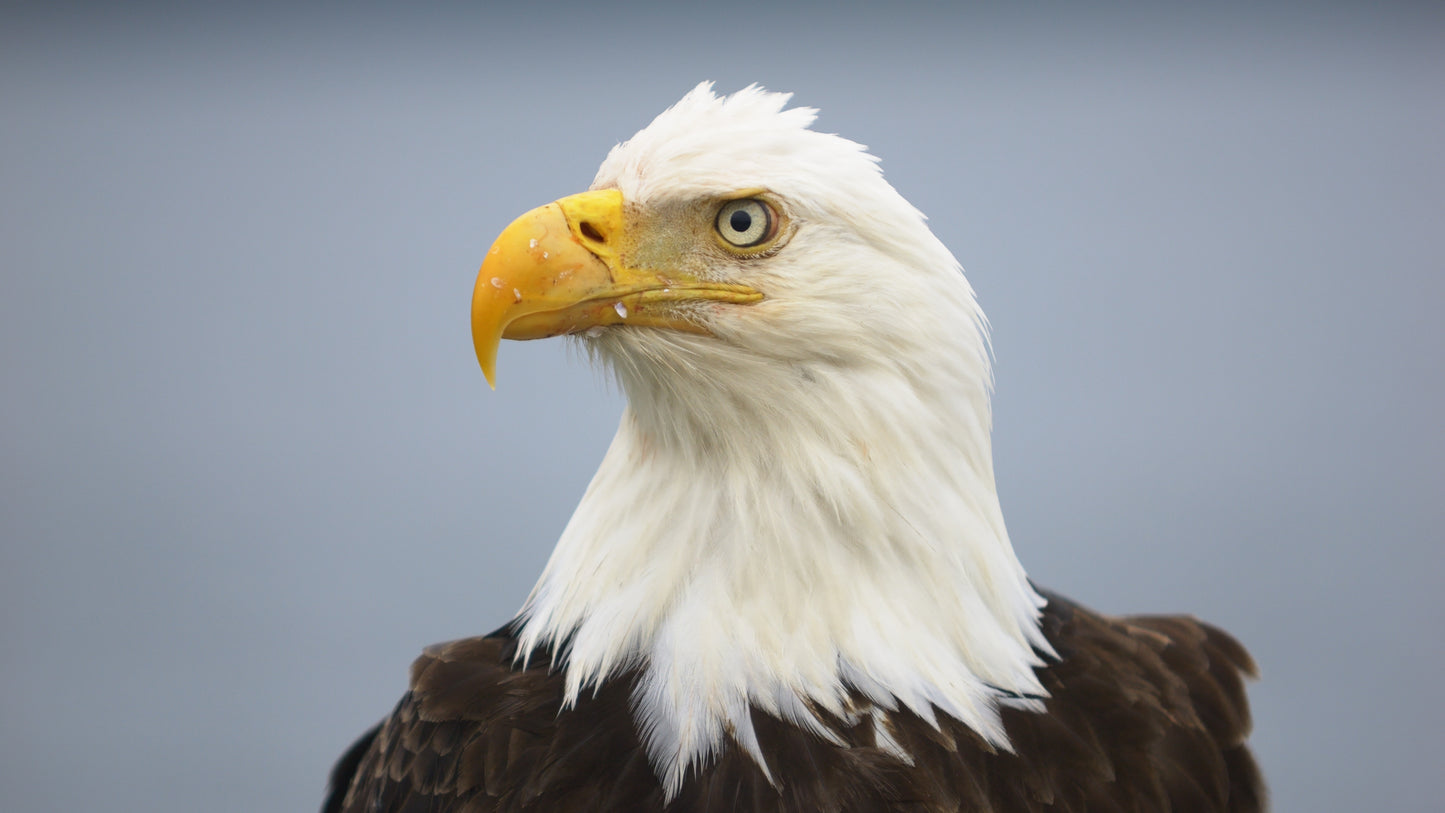 Eagle Close Up 3