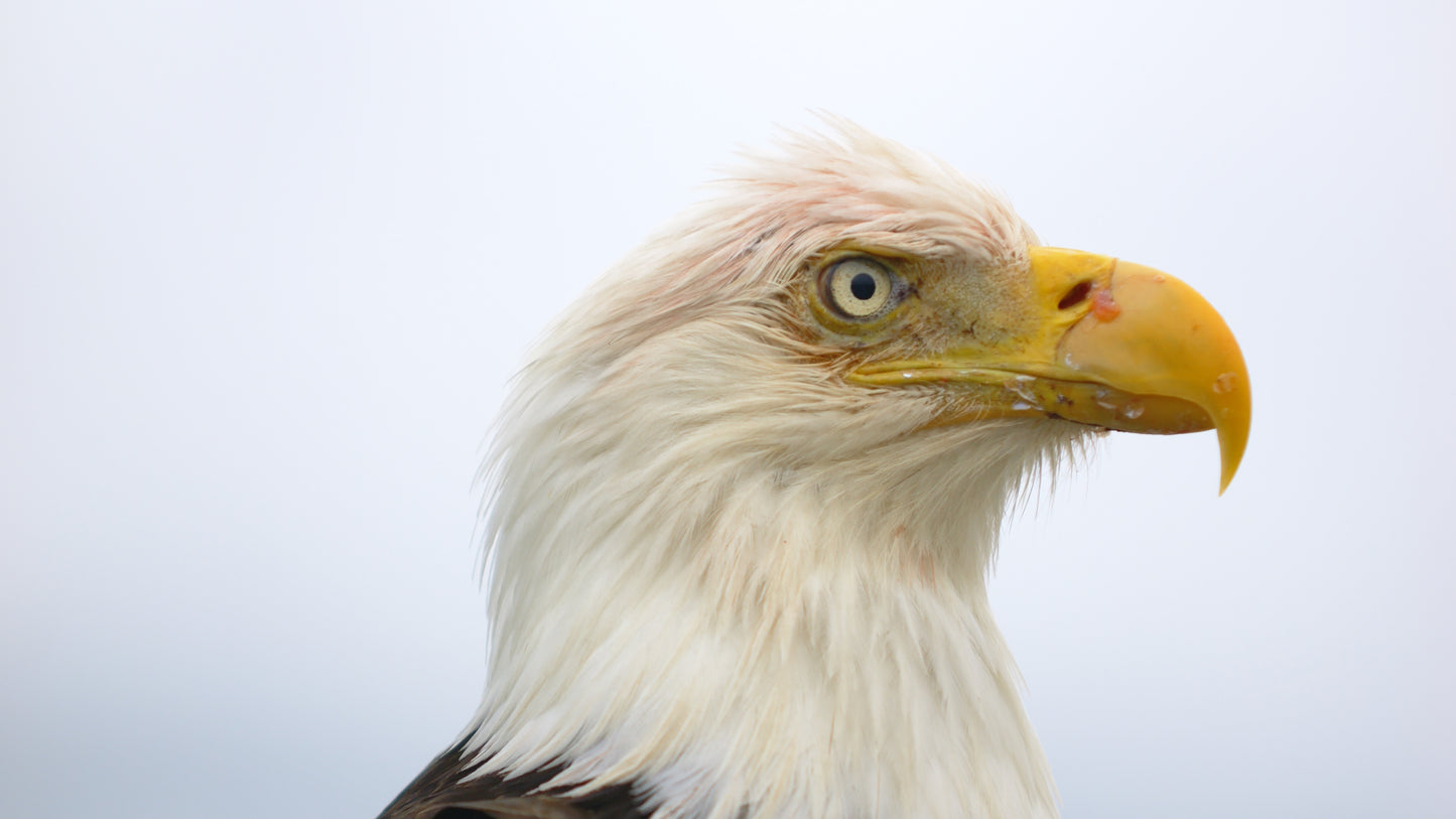 Eagle Close Up 4