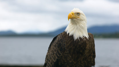 Eagle Close Up 5