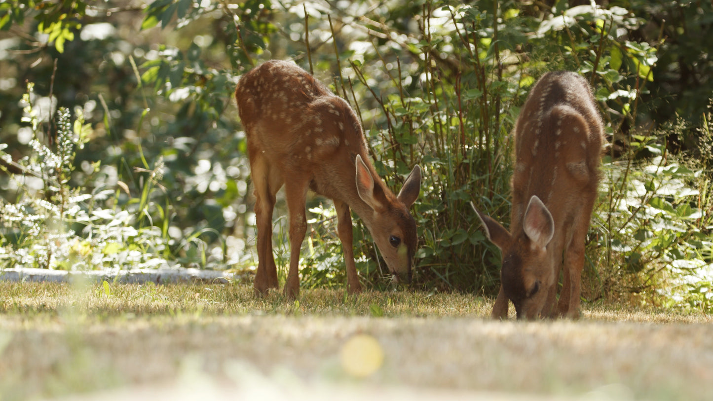 Baby Deer Two Fawns by Woods