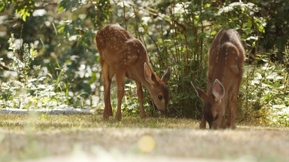 Baby Deer Two Fawns by Woods