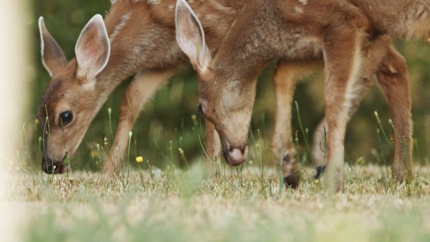 Baby Deer Eating Grass