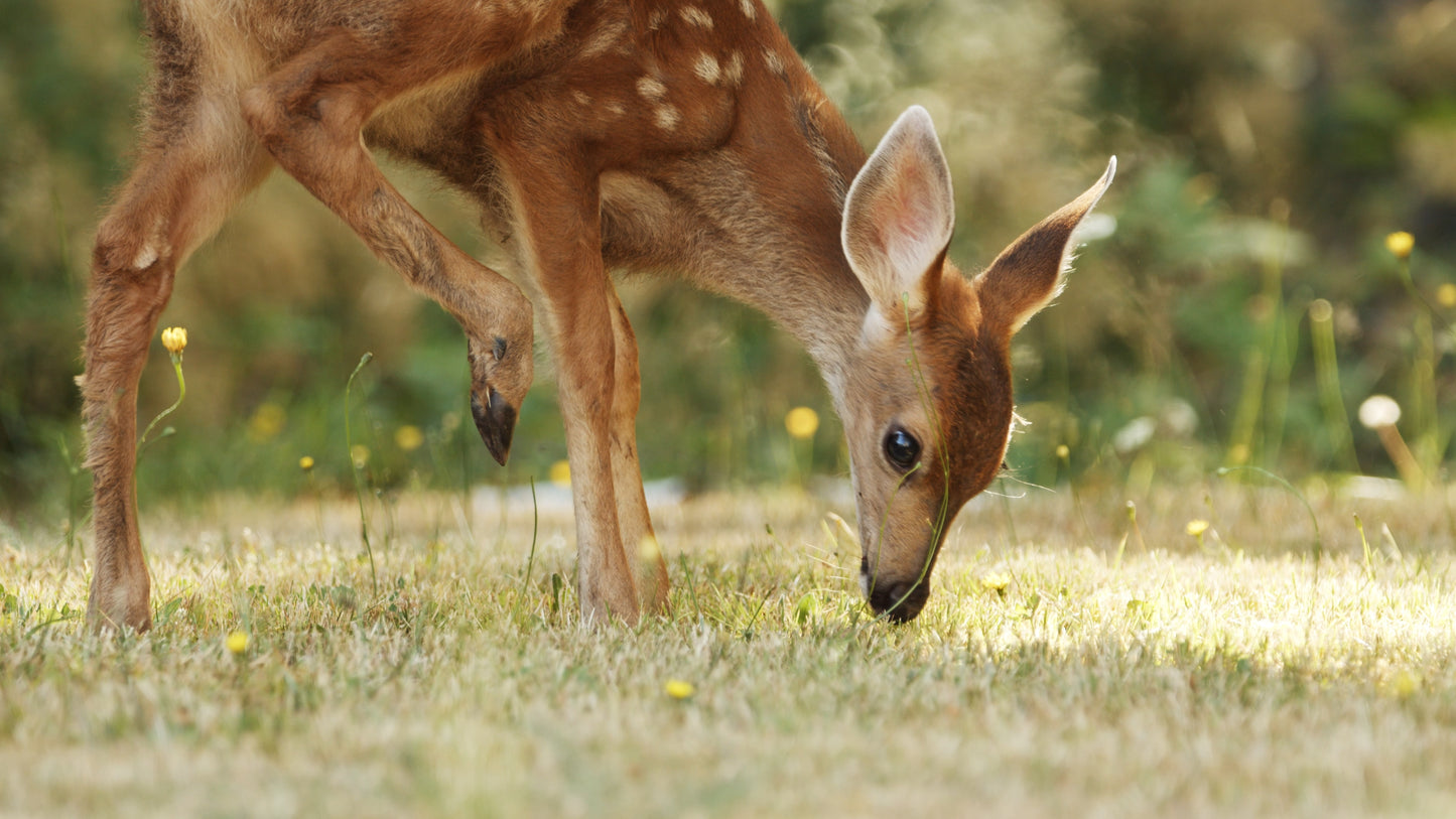 Cute Baby Fawn Eating Grass by Woods