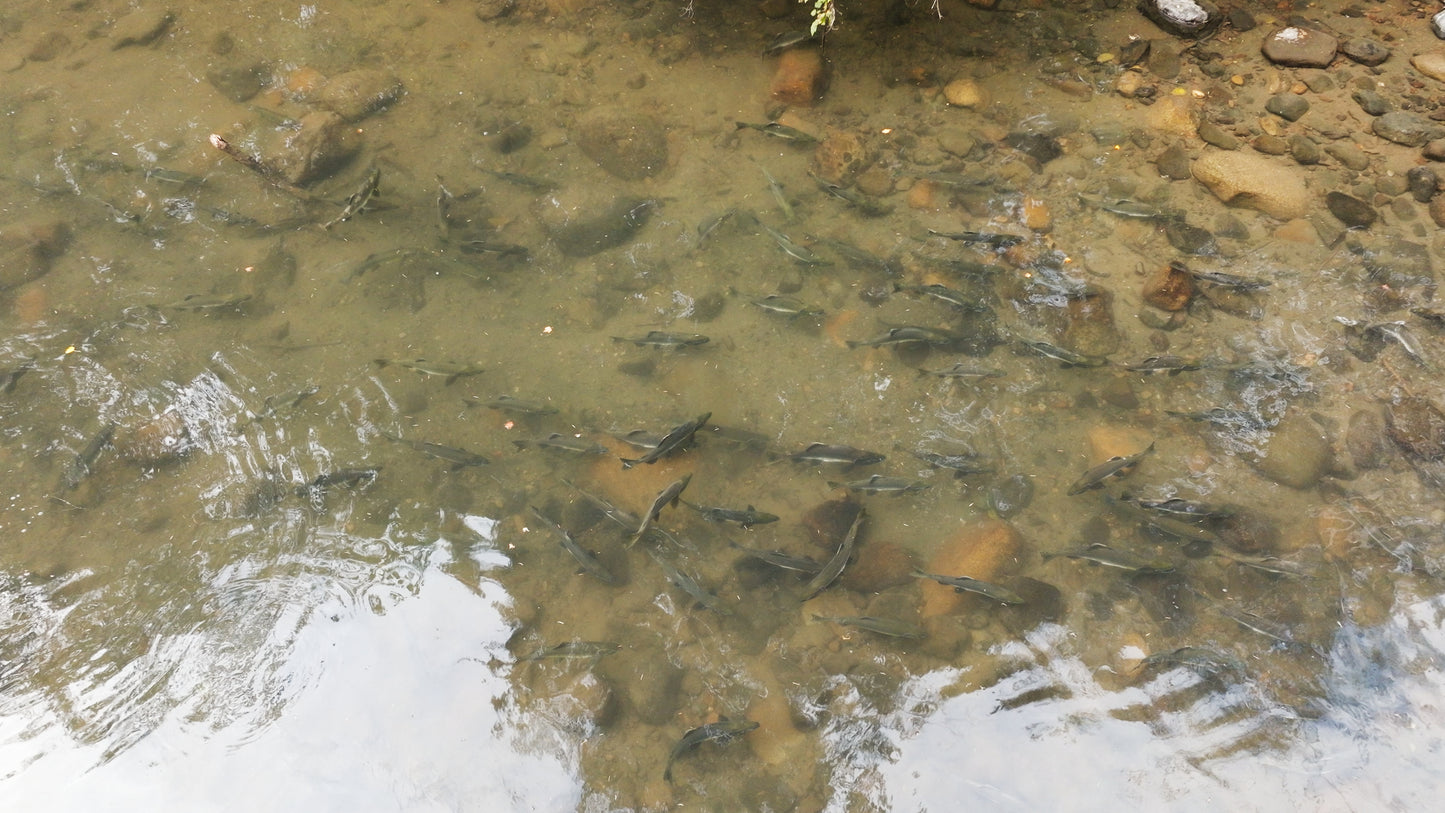 Pink Salmon in River Aerial Drone | Collection