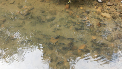 Pink Salmon in River Aerial Drone | Collection