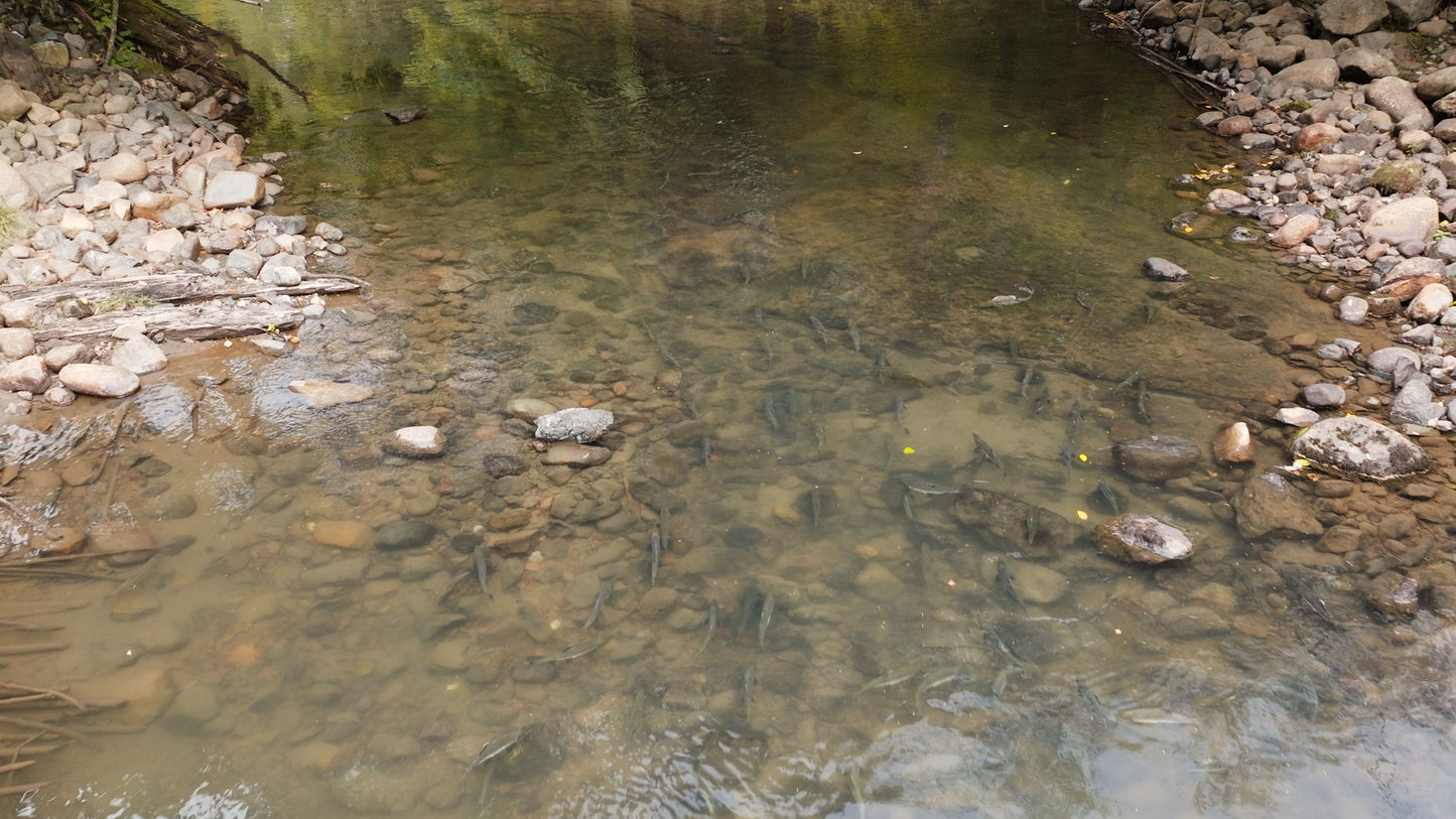 Pink Salmon in River Aerial Drone 2