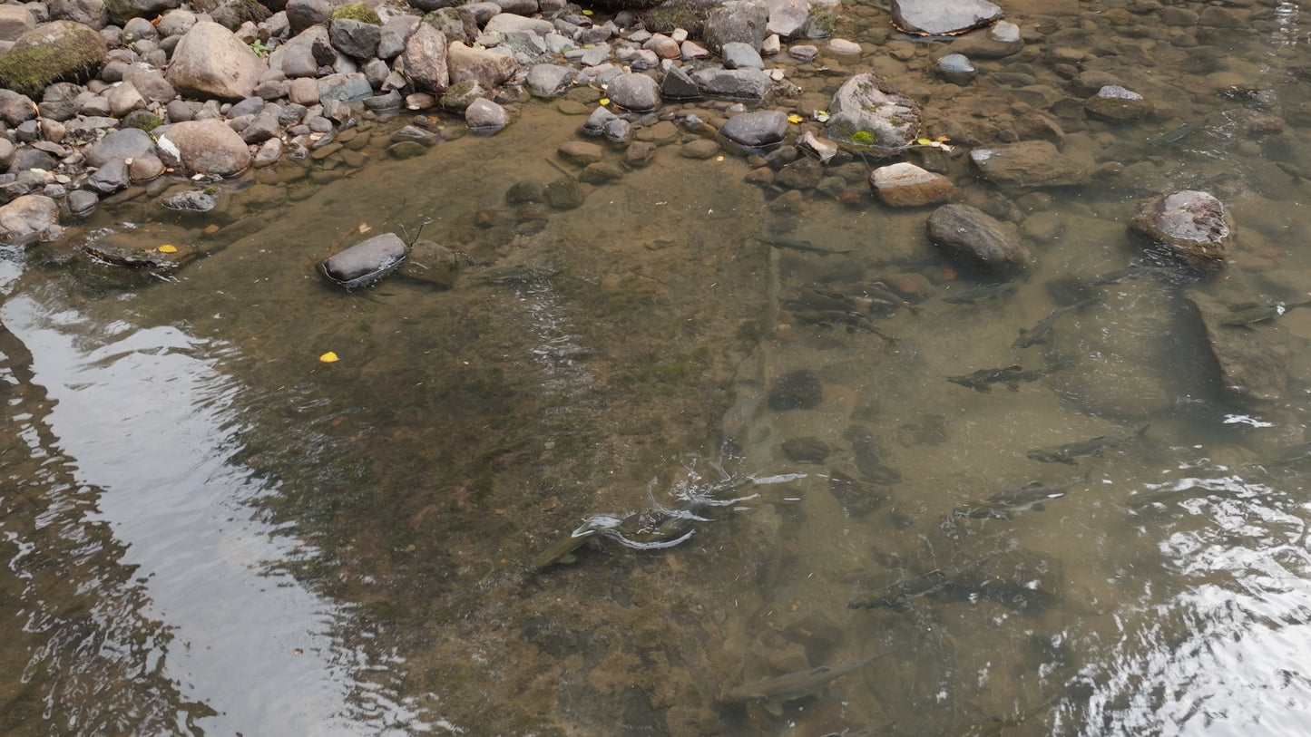 Pink Salmon in River Aerial Drone 3