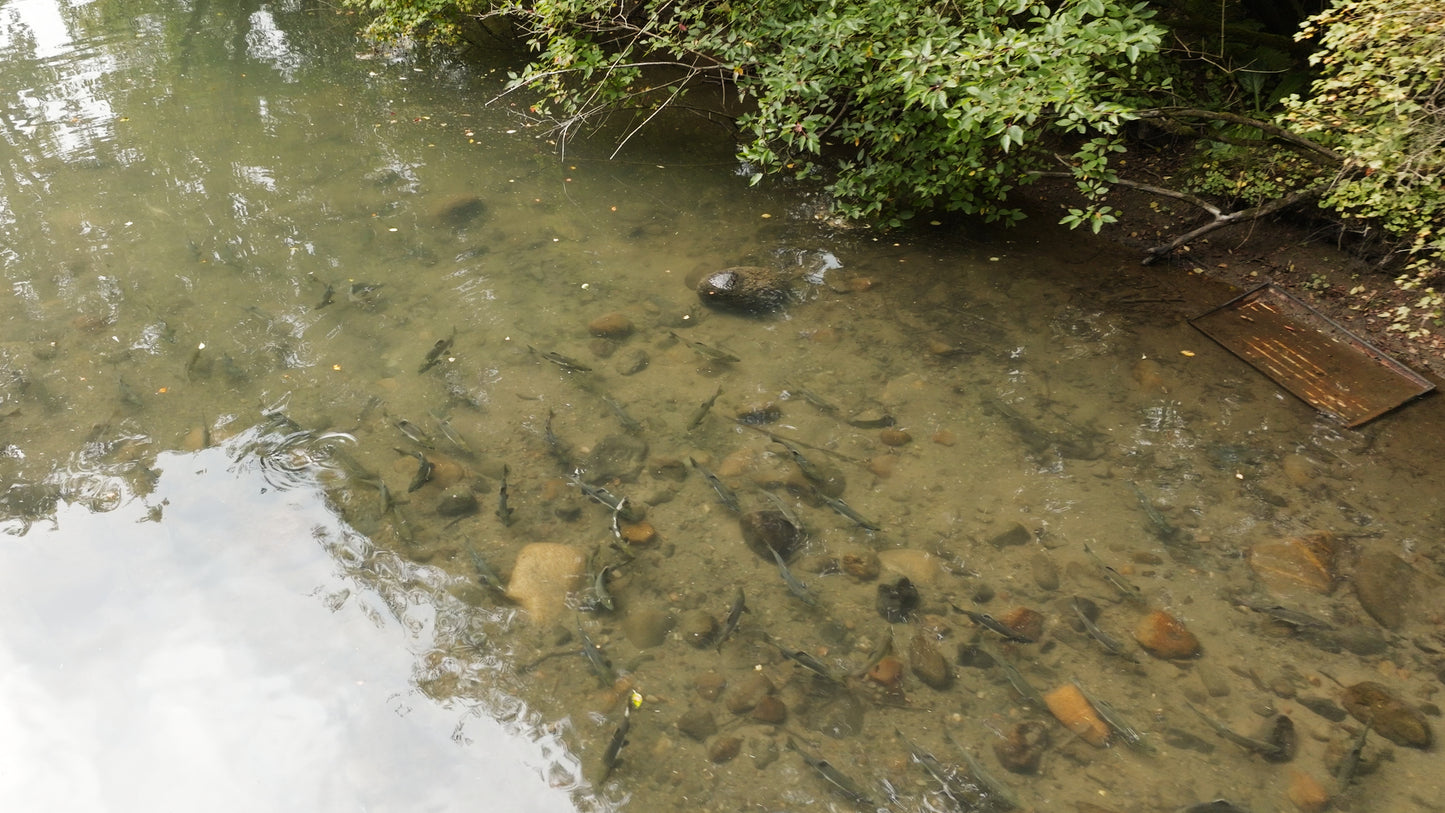 Pink Salmon in River Aerial Drone 4