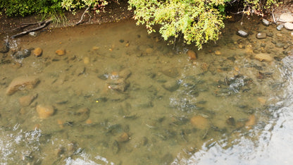 Pink Salmon in River Aerial Drone 5