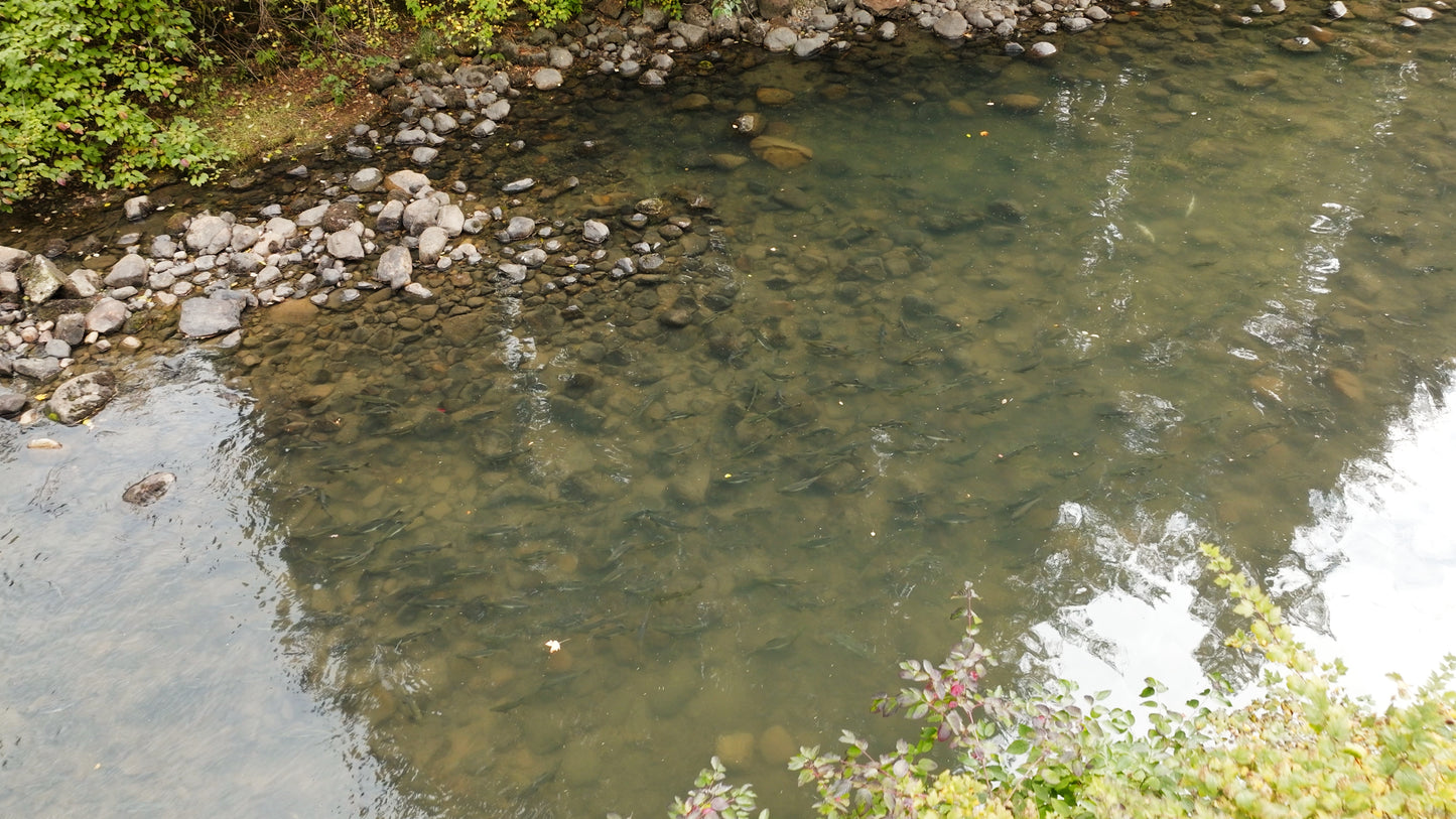 Pink Salmon in River Aerial Drone 6